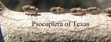 Attēlu rezultāti vaicājumam “Psocoptera”