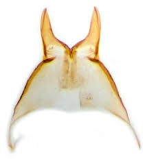 Attēlu rezultāti vaicājumam “Tischeria ekebladella”