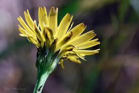 Attēlu rezultāti vaicājumam “Hypochaeris radicata”