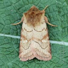 Attēlu rezultāti vaicājumam “Eriopygodes imbecilla”