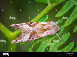 Attēlu rezultāti vaicājumam “Phlogophora meticulosa”