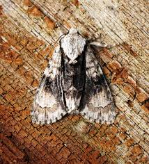 Attēlu rezultāti vaicājumam “Acronicta alni larva”