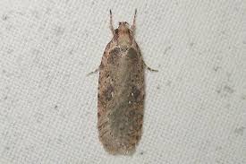 Attēlu rezultāti vaicājumam “Agonopterix heracliana”