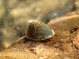 Attēlu rezultāti vaicājumam “Ancylus fluviatilis”