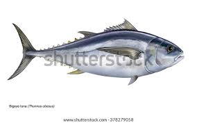 Image result for Thunnus obesus
