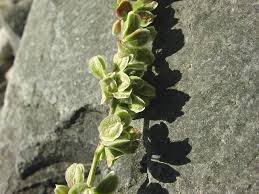Attēlu rezultāti vaicājumam “Fallopia convolvulus fruit”