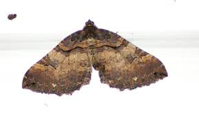 Attēlu rezultāti vaicājumam “Earophila badiata”