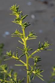 Attēlu rezultāti vaicājumam “Salsola kali”