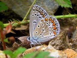 Attēlu rezultāti vaicājumam “Polyommatus icarus male”