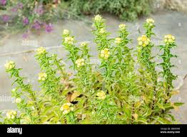 Image result for Helichrysum foetidum
