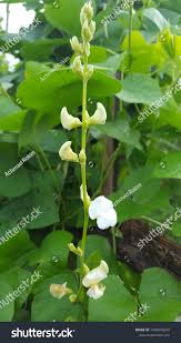 Attēlu rezultāti vaicājumam “Leguminosae”