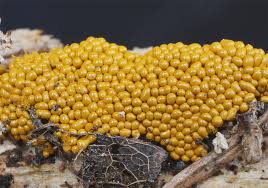 Attēlu rezultāti vaicājumam “Oligonema favogineum spores”