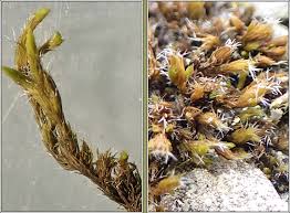 Attēlu rezultāti vaicājumam “Racomitrium heterostichum”