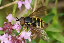 Attēlu rezultāti vaicājumam “Sericomyia silentis”