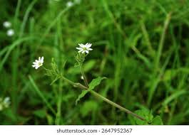 Attēlu rezultāti vaicājumam “Myosoton aquaticum flower”