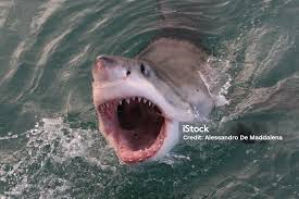 Image result for Carcharias