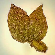 Attēlu rezultāti vaicājumam “Anastrophyllum minutum”