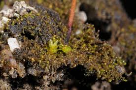 Attēlu rezultāti vaicājumam “Cephaloziella hampeana”