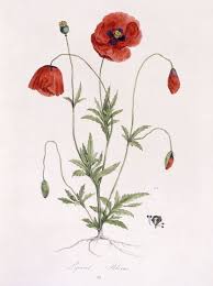 Image result for Papaver rhoeas