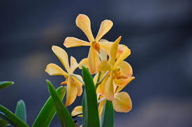 Attēlu rezultāti vaicājumam “Gagea pratensis flower”