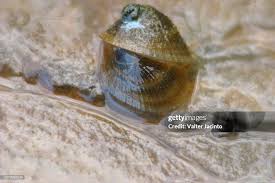 Attēlu rezultāti vaicājumam “Ancylus fluviatilis”