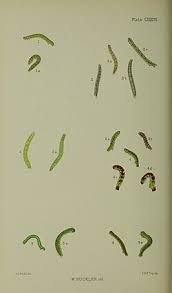 Attēlu rezultāti vaicājumam “Anticollix sparsata”