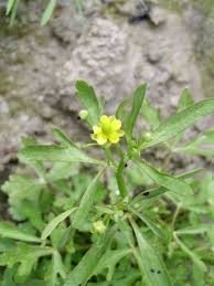 Attēlu rezultāti vaicājumam “Ranunculus elatior leaf”