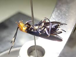 Attēlu rezultāti vaicājumam “Ligidium hypnorum”