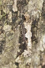 Attēlu rezultāti vaicājumam “Scardia boletella pupa”