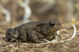 Attēlu rezultāti vaicājumam “Bufo bufo juvenile”