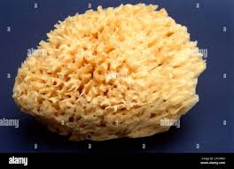 Attēlu rezultāti vaicājumam “Spongia”