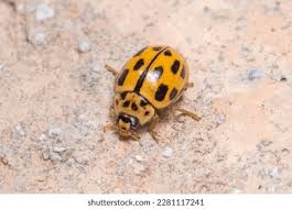 Attēlu rezultāti vaicājumam “Propylea quatuordecimpunctata”