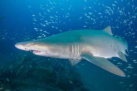 Image result for Carcharias taurus