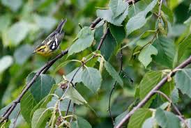 Image result for Dendroica fusca