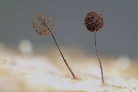 Attēlu rezultāti vaicājumam “Comatricha pulchella macro”