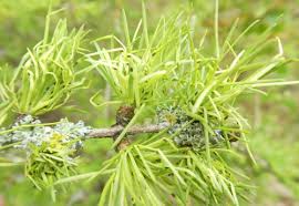 Attēlu rezultāti vaicājumam “Adelges laricis nymph”