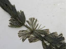 Attēlu rezultāti vaicājumam “Myriophyllum alterniflorum leaf”