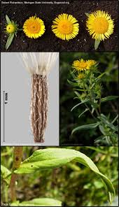 Attēlu rezultāti vaicājumam “Inula britannica”