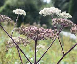 Attēlu rezultāti vaicājumam “Angelica sylvestris leaf”