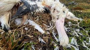 Image result for albatross dead chick