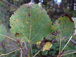 Attēlu rezultāti vaicājumam “Melampsora populnea”