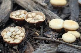 Attēlu rezultāti vaicājumam “Crucibulum laeve”