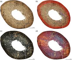 Attēlu rezultāti vaicājumam “Didymium spongiosum macro”