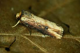 Attēlu rezultāti vaicājumam “Axylia putris”