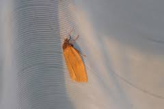 Attēlu rezultāti vaicājumam “Aphelia viburniana”