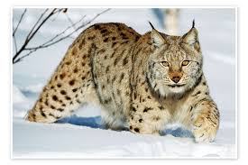 Attēlu rezultāti vaicājumam “Lynx lynx”