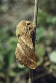 Attēlu rezultāti vaicājumam “Malacosoma castrensis”