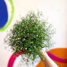 Attēlu rezultāti vaicājumam “Gypsophila muralis fruit”