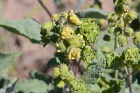 Attēlu rezultāti vaicājumam “Aubrieta deltoidea leaf”