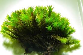 Attēlu rezultāti vaicājumam “Schistidium apocarpum”